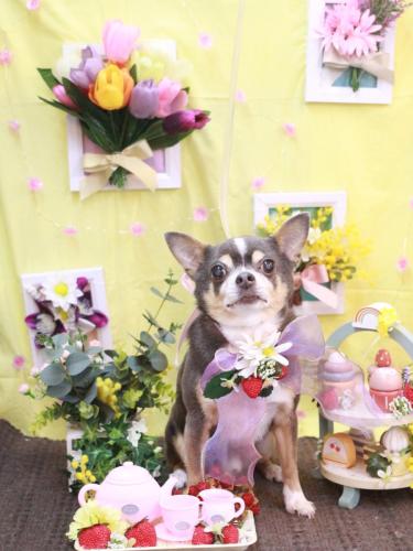 20230325メルくん